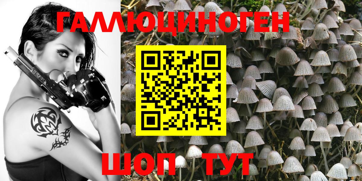 Псилоцибиновые грибы Psilocybe Бутурлиновка